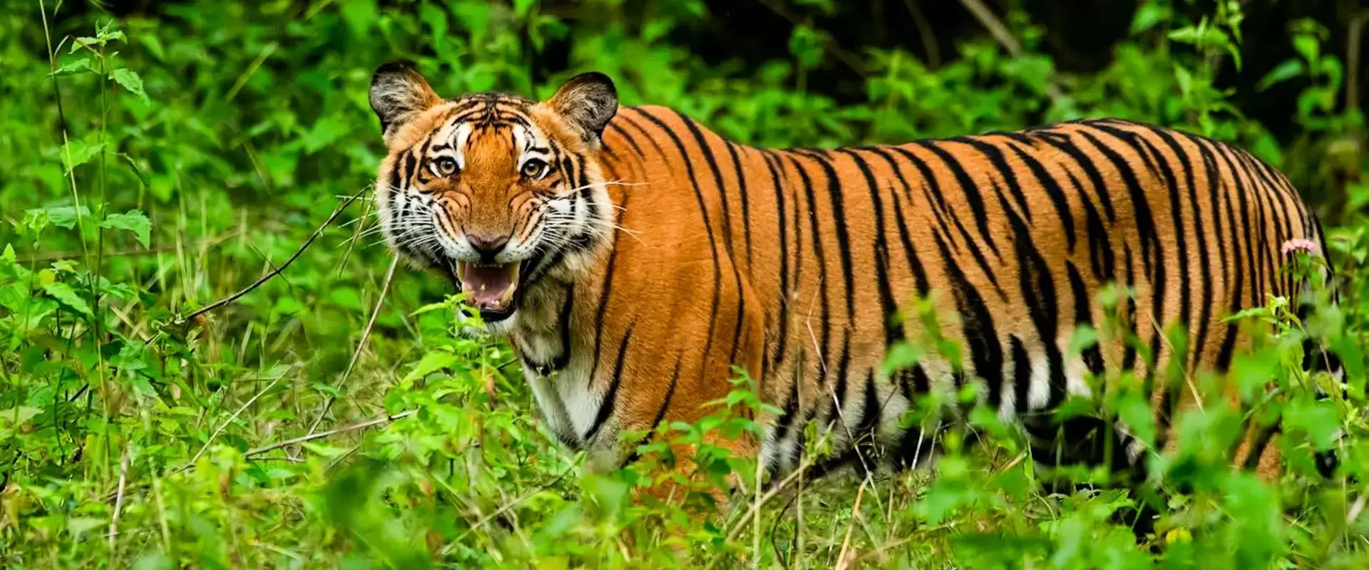 Book your unforgettable jim corbett safari trip now.