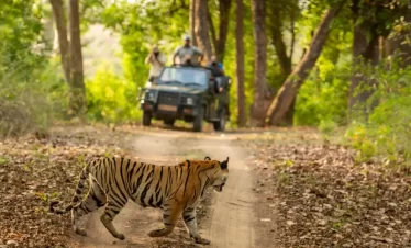 A Royal Bengal Tiger calmly crossing a forest track in front of a safari jeep filled with tourists in Jim Corbett National Park.