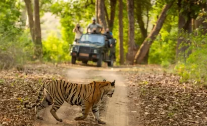 A tiger crossing a dirt road with tourists in Jim Corbett Jeep safari