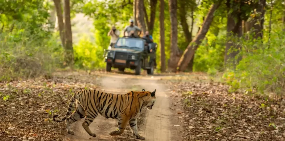 A tiger crossing a dirt road with tourists in Jim Corbett Jeep safari