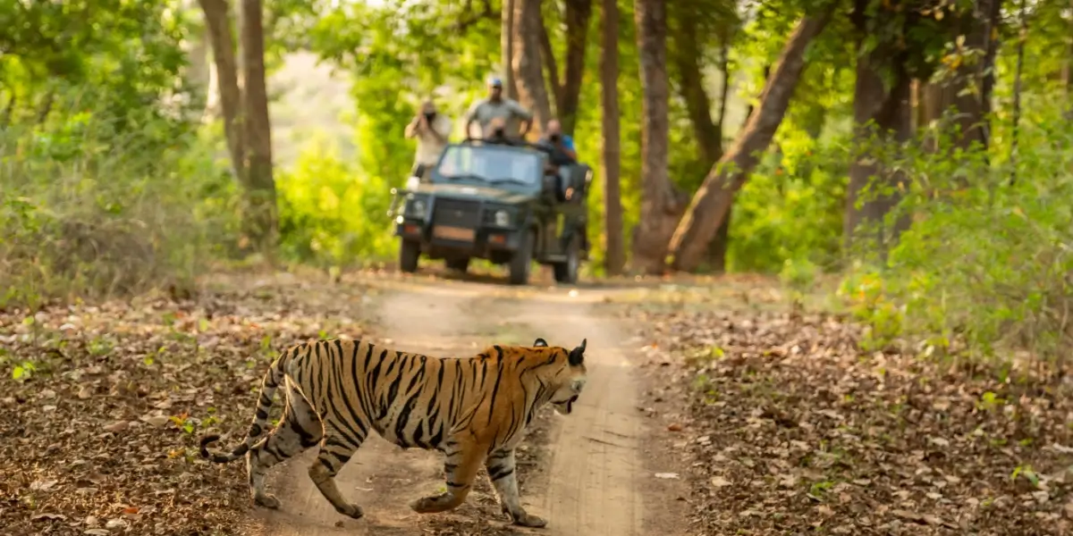A tiger crossing a dirt road with tourists in Jim Corbett Jeep safari