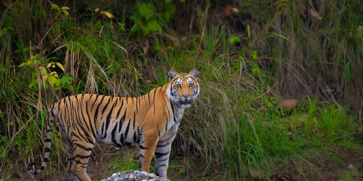 A Royal Bengal tiger gazing at prey within the tall grass of the core Corbett safari zone