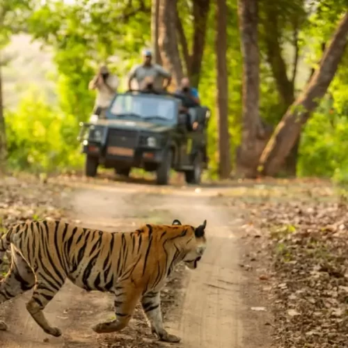 Royal Bengal tiger encounter during open 4x4 Jeep Safari Booking in Jim Corbett National Park