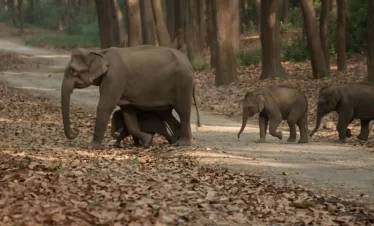 Wild elephant family sighting during an ethical Elephant Safari in Jim Corbett National Park.