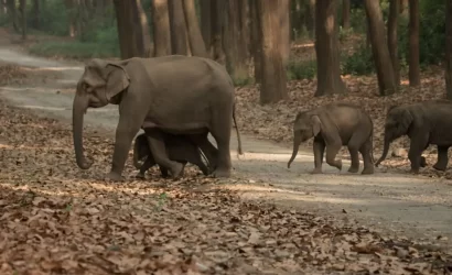 Wild Elephants herd sighting during safari in Jim Corbett National Park.