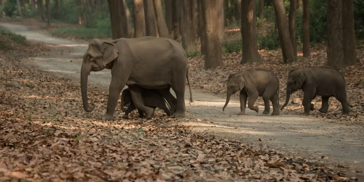 Wild Elephants herd sighting during safari in Jim Corbett National Park.