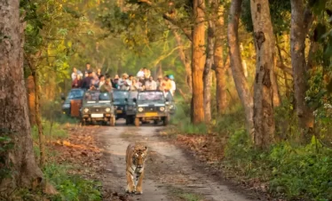 Tourists on a Jeep Safari witnessing a wild Bengal Tiger on the jungle path in Jim Corbett National Park.