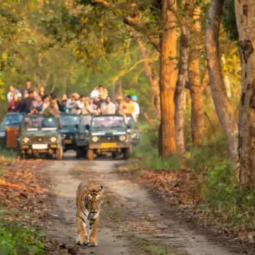 Tourists on a jeep safari tracking a Bengal tiger in the core Corbett safari zone