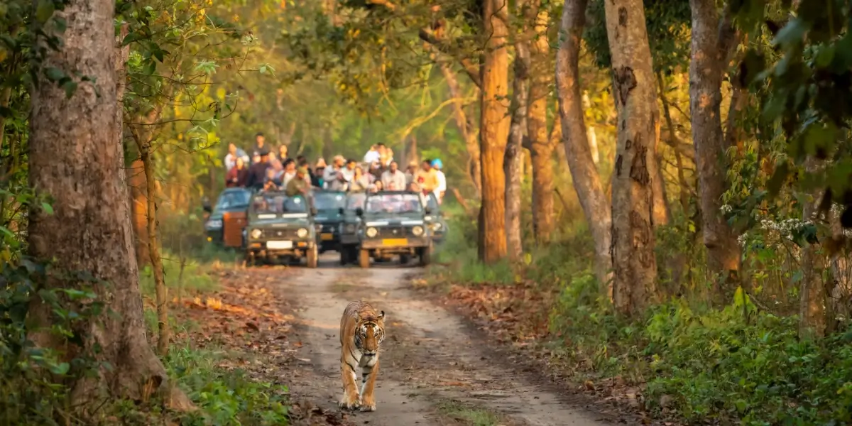 Tourists on a jeep safari tracking a Bengal tiger in the core Corbett safari zone