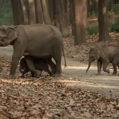 Wild Asian elephant herd in Dhikala zone during Jim Corbett elephant safari booking
