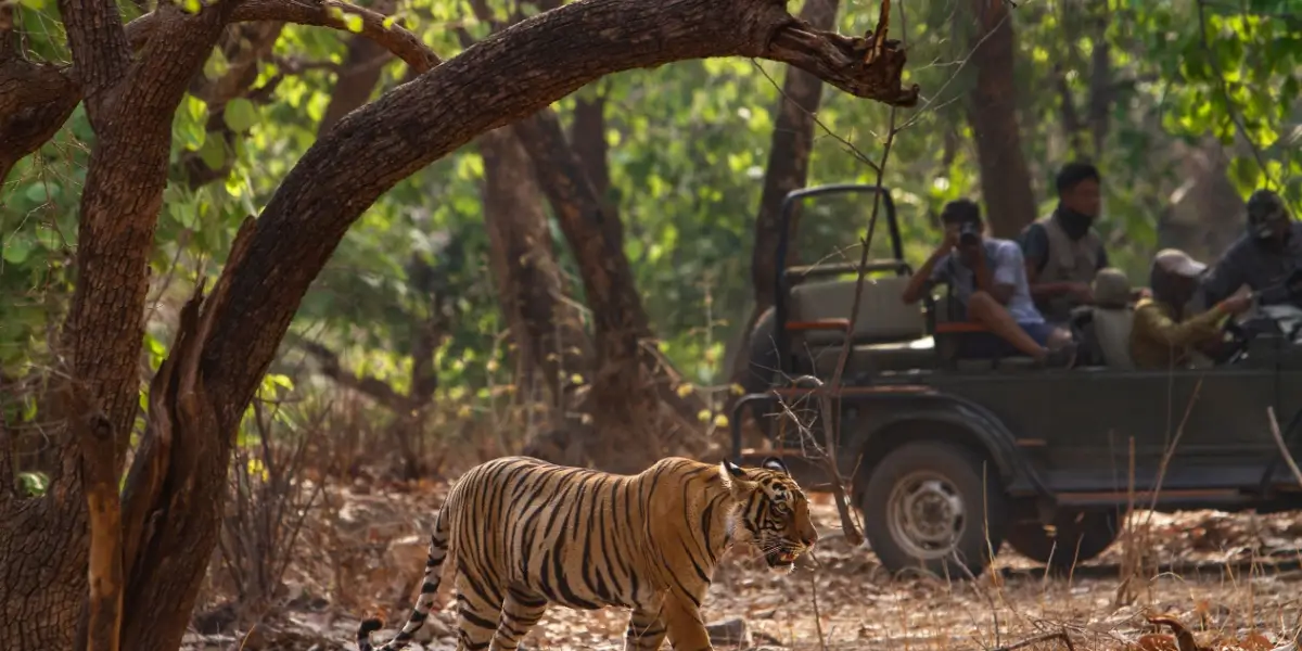 Royal Bengal Tiger in Sal forest near open Gypsy on Jim Corbett jeep safari booking
