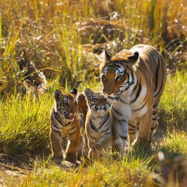 National animal of India, Bengal Tiger with two cubs in Jim Corbett National Park.