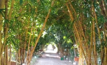 Wildlife tour package with tiger safari in Jim Corbett.