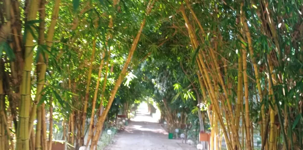 Wildlife tour package with tiger safari in Jim Corbett.