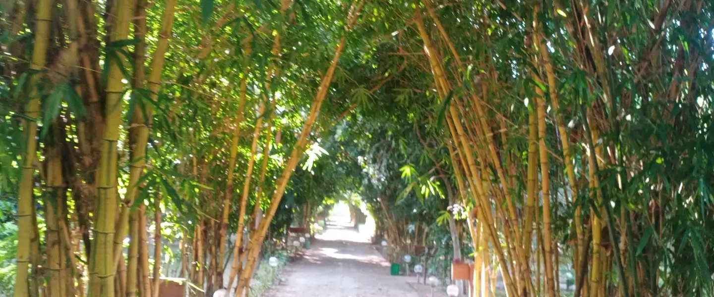 Wildlife tour package with tiger safari in Jim Corbett.